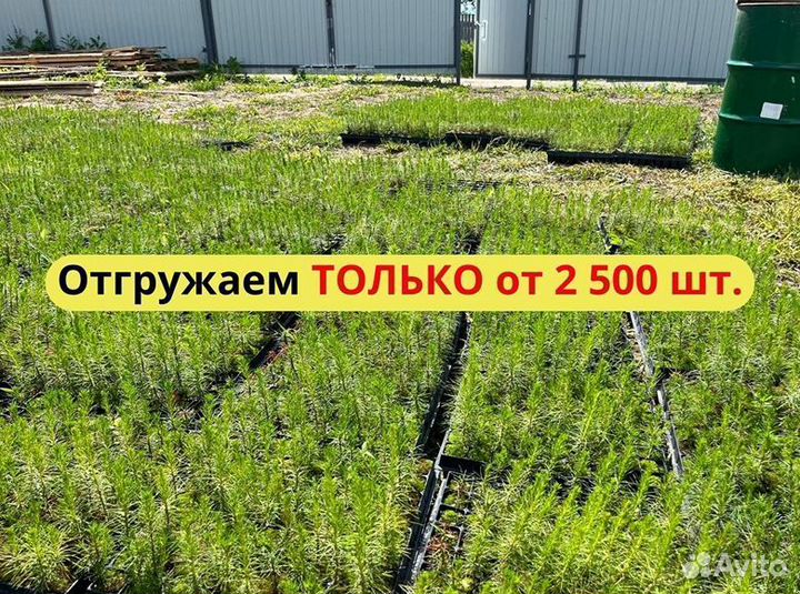 Саженцы сосны зкс опт