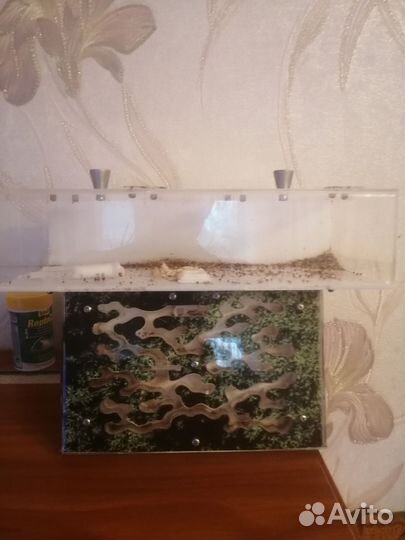 Муравьиная ферма