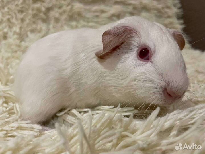 Морская свинка