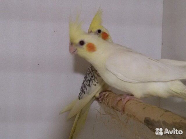 Птенцы кореллы разных расцветок