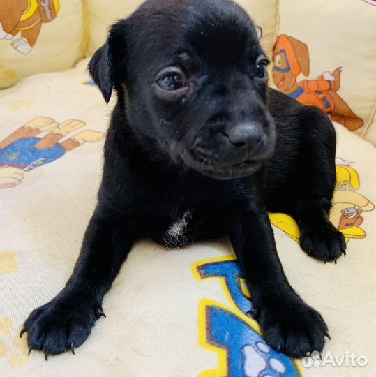 Ксолоинцкуинтли мексиканская голая собака