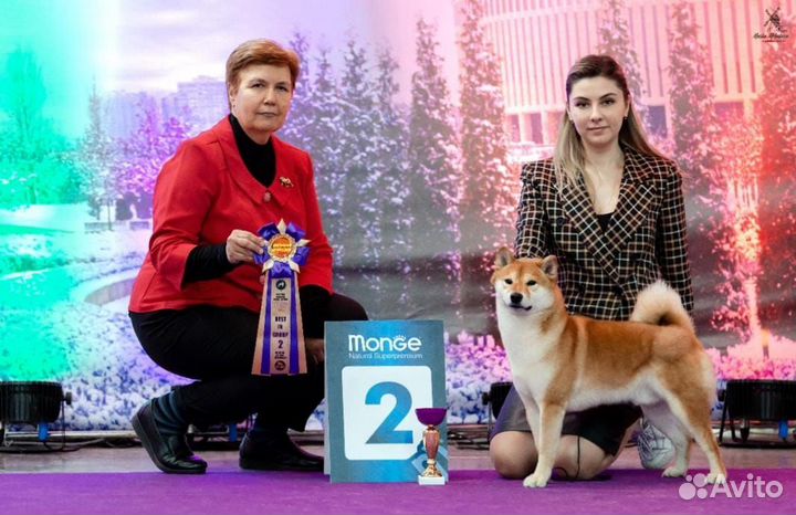 Вязка Сиба ину кобель