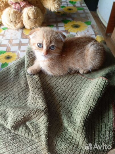 Шотландские котята