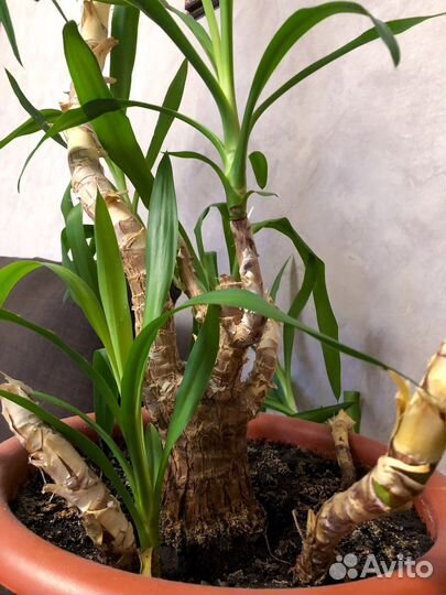 Юкка пальма