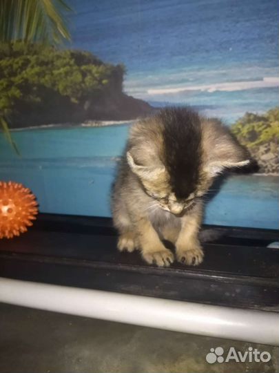 Абиссинские котята