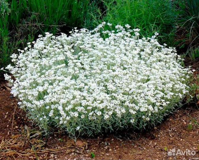 Ясколка войлочная - многолетний почвопокровник