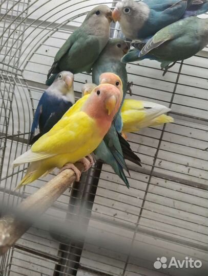 Попугай неразлучники