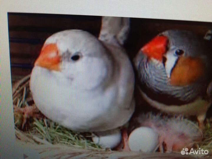 Зебровые амадины