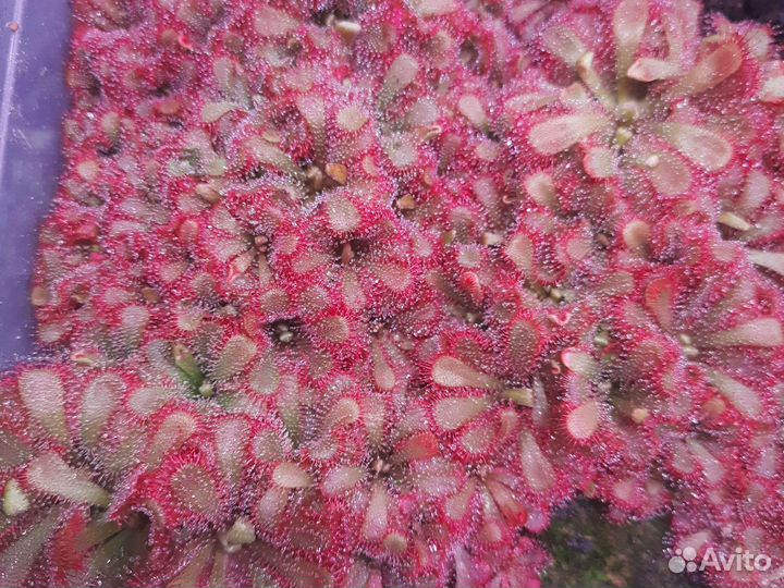 Росянка. Плотоядные растения