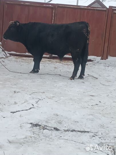 Быки на мясо