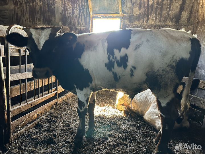 Бык и телята