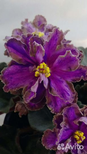 Укорененные детки и пасынки сортовых фиалок