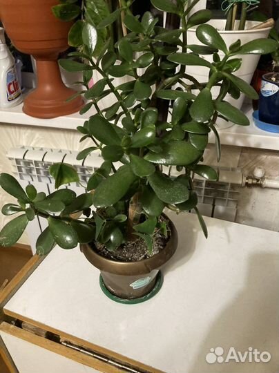 Толстянка-денежное дерево