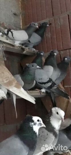 Голуби бойные армянские ленинаканские