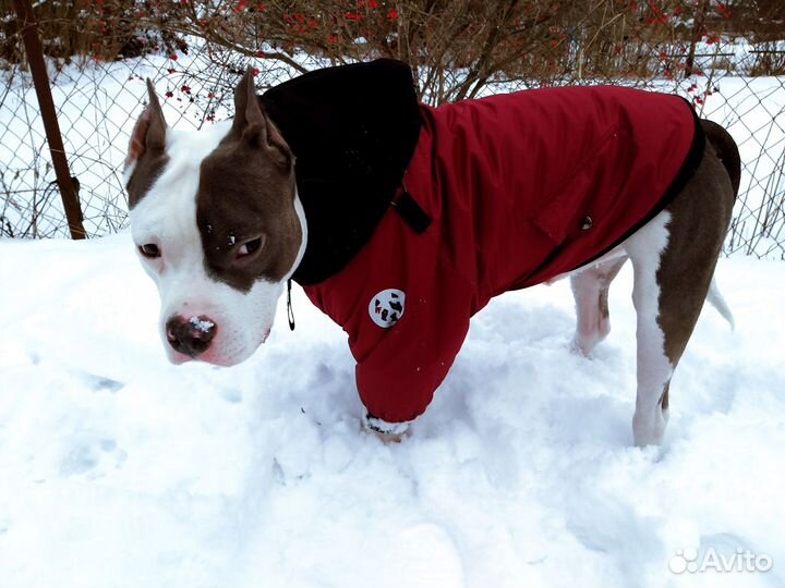 Зимний комбинезон-куртка 2в1 для собак