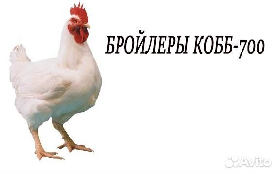 Цыплята бройлеры кобб 700