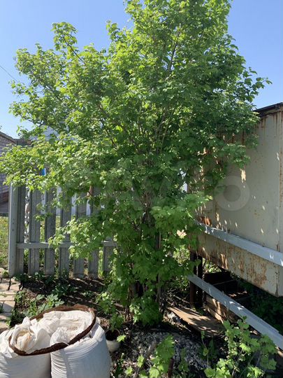 Дача 20 м² на участке 6 сот.