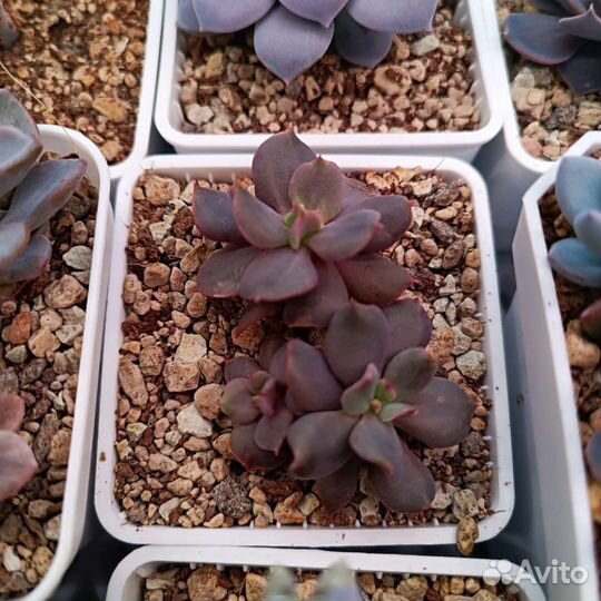 Суккуленты эхеверии 9