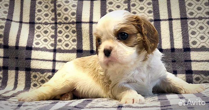 Кавалер кинг чарльз спаниель