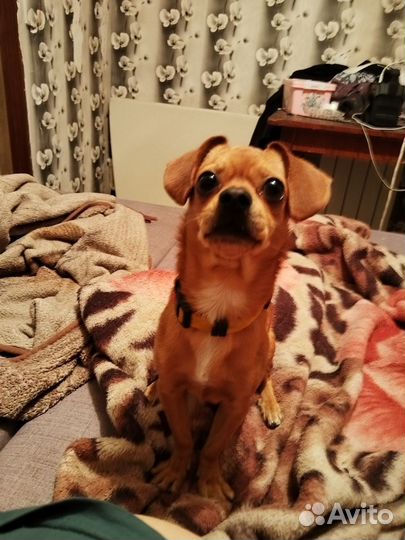 Щенки метисы в добрые руки