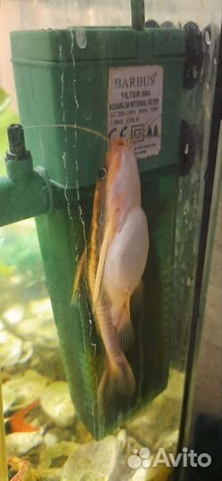 Сом платидорас