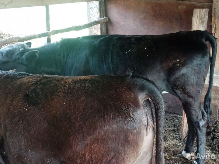 Тёлки на откорме