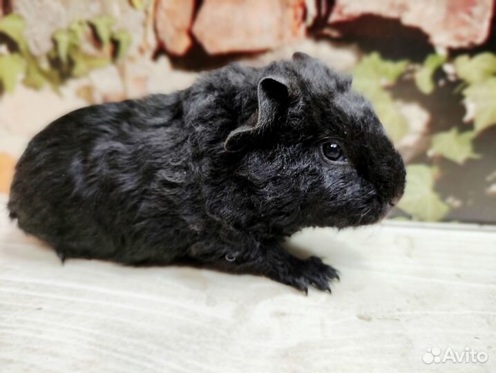 Морские свинки Американские Тедди(на бронирование)