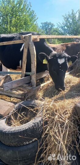 Тёлочки и козлята