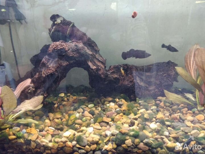 Коряги для аквариума
