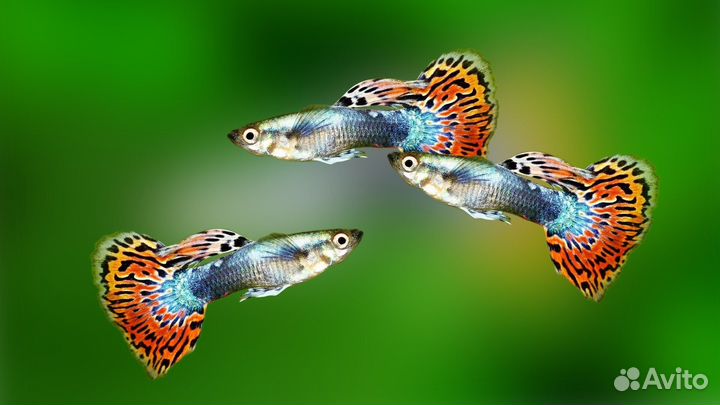 Аквариумные рыбки гуппи