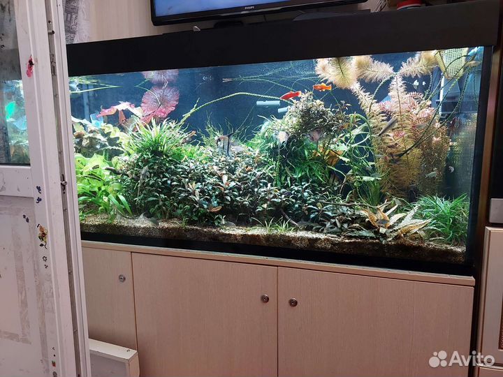 Аквариумные растения