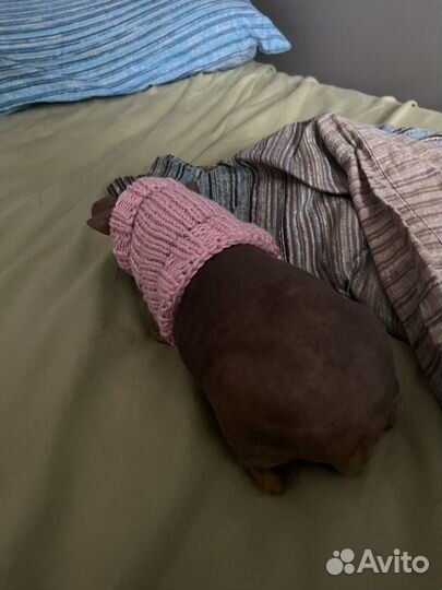 Девочка морская свинка скинни на вязку