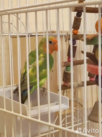 Попугай неразлучник