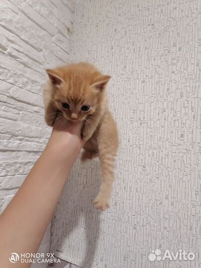 Котенок девочка трехцветная