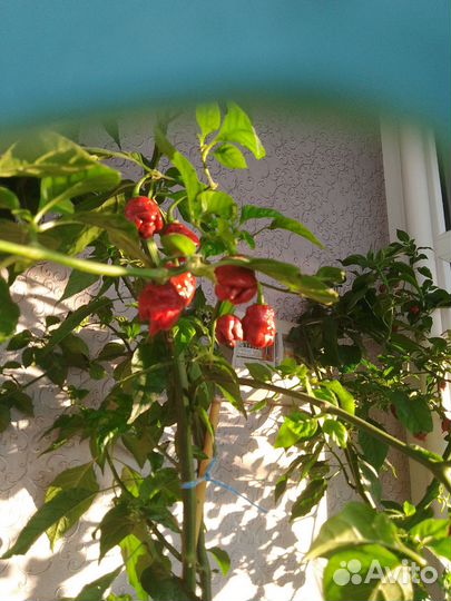 Каролина рипер-семена