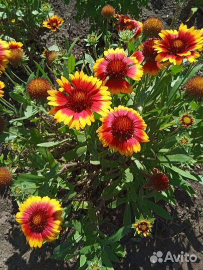 Цветы многолетники