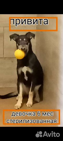 Щенки собачки привиты