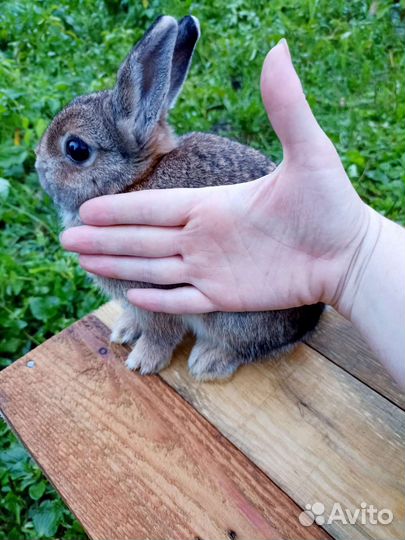 Мини кролик