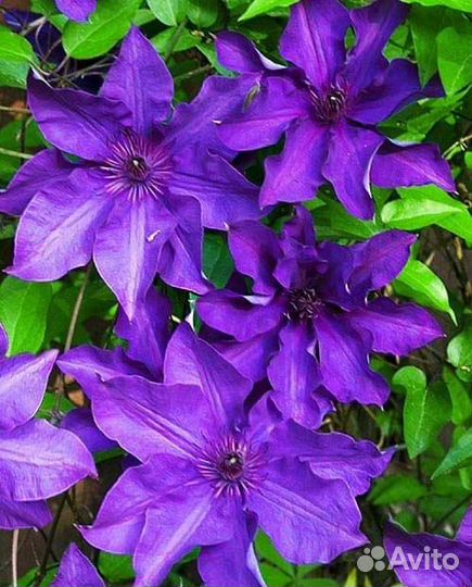 Клематис президент (семена)