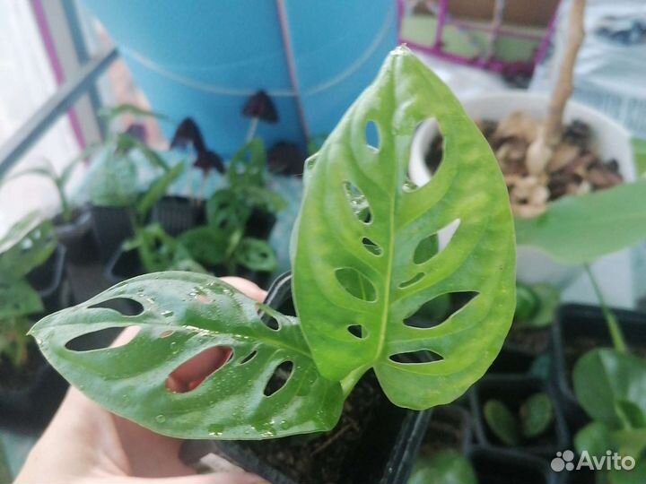 Монстера Манки маск