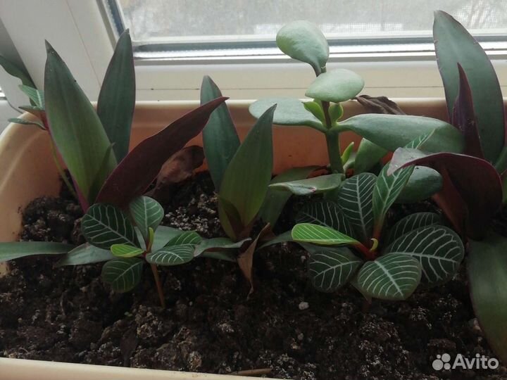 Ваза для флорариума