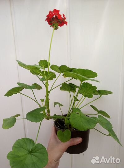 Герань пеларгония