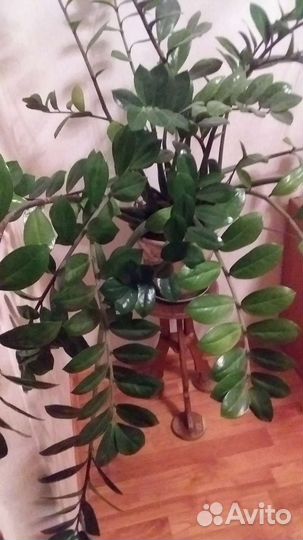 Комнатные цветы