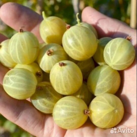 Саженцы крыжовника Берилл