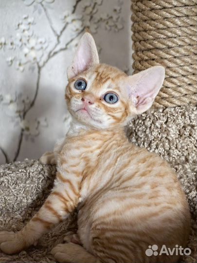 Котята девон-рекс