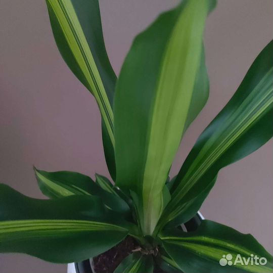 Драцена Комнатные растения Доставка растений