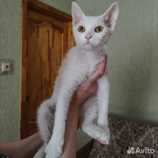 Кошки в добрые руки