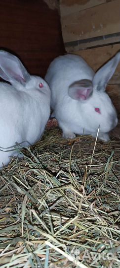 Кролики мясных пород