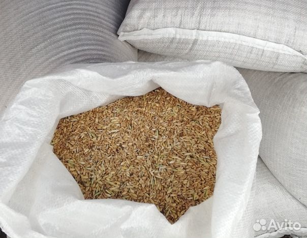 Зерно пшеница ячмень