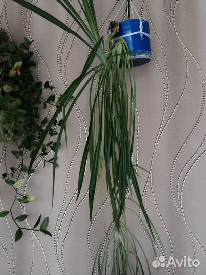 Хлорофитум